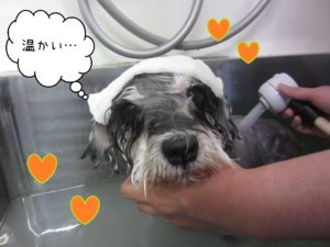 MSのベルちゃんスパ中