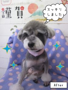 MSのベルちゃん施術後