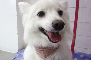 モナちゃんアイキャッチ