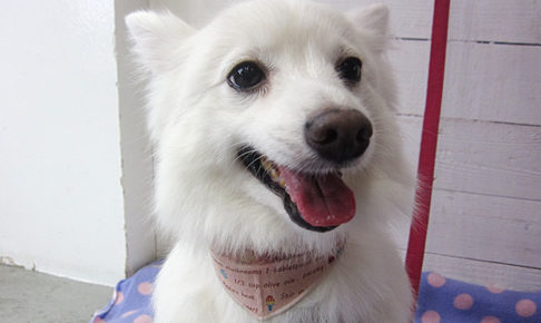 モナちゃんアイキャッチ