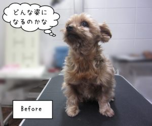 YKのてんちゃんカット前