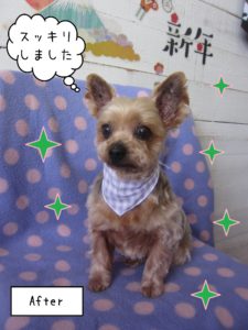 YKのてんちゃん施術後