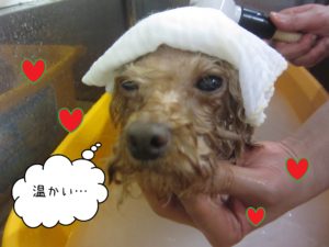 マックスちゃんスパ中