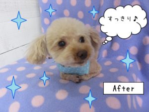 仕上がりトイプー