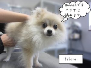 PMのHannahちゃんカット前