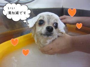 PMのHannahちゃんスパ中