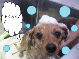 MIXのきなこちゃんシャンプー中