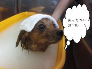 MIXのきなこちゃんスパ中