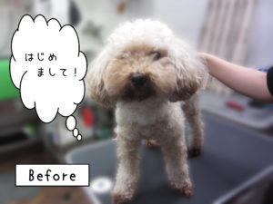 よろしくトイプー