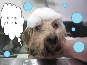 シャンプートイプー