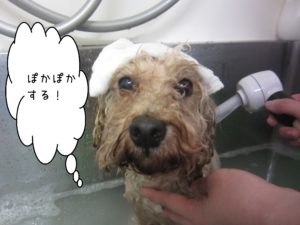 お風呂トイプー