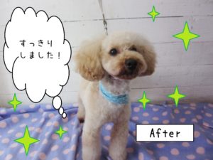 仕上がりトイプー