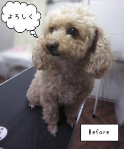 TPのモコちゃんカット前