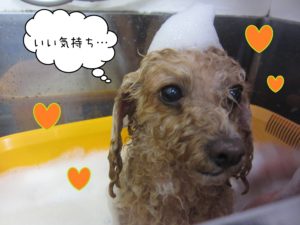 TPのモコちゃんスパ中