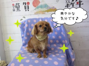 MIXのきなこちゃん施術後