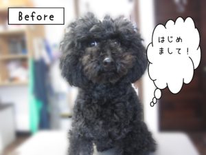 よろしくトイプー