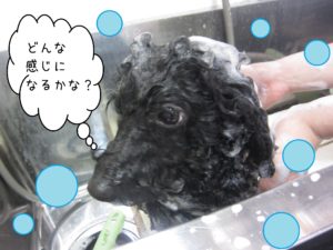 シャンプートイプー