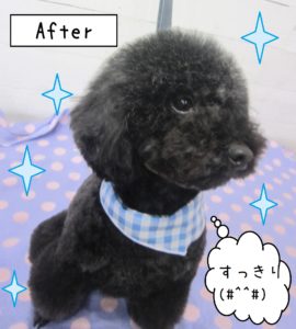 仕上がりトイプー