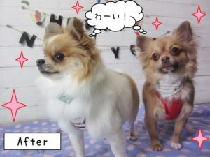 仕上がりミックス&チワワ