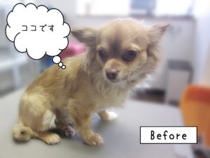 よろしくチワワ