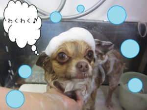 シャンプーミックス