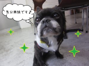 MIXのポコちゃん施術後