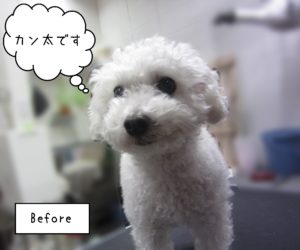 TPのカン太ちゃんカット前