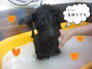 TPのリンちゃんスパ中