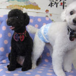 カン太ちゃんリンちゃんアイキャッチ