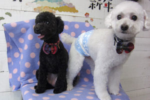 カン太ちゃんリンちゃんアイキャッチ