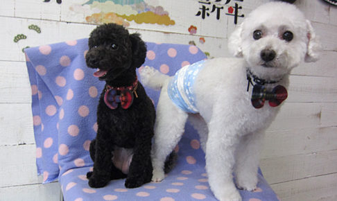 カン太ちゃんリンちゃんアイキャッチ