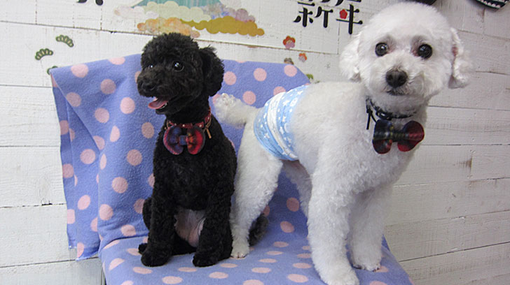 カン太ちゃんリンちゃんアイキャッチ