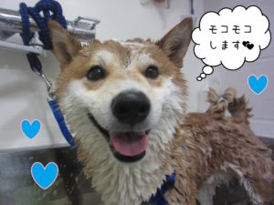 柴犬のもなちゃんシャンプー中