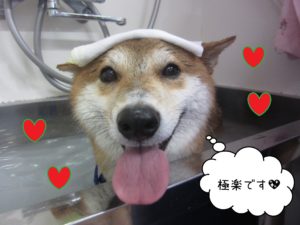 柴犬のもなちゃんスパ中