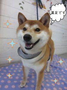 柴犬のもなちゃん施術後