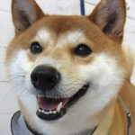 もなちゃんアイキャッチ