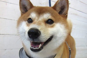 もなちゃんアイキャッチ