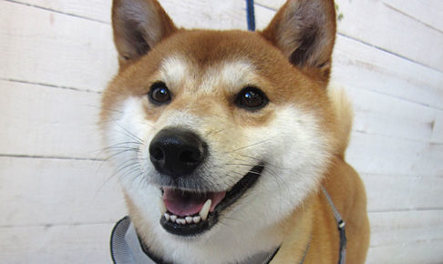 もなちゃんアイキャッチ