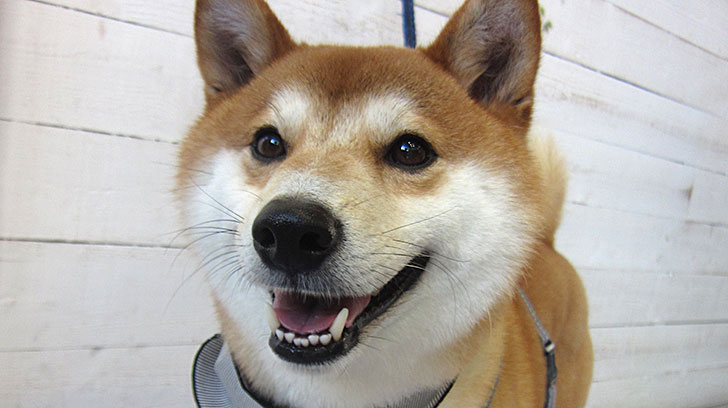 もなちゃんアイキャッチ