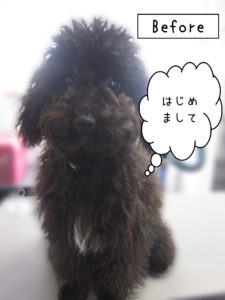 よろしくトイプー