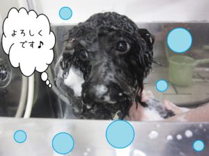 シャンプートイプー