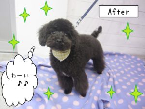 仕上がりトイプー