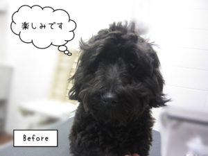 MIXのココちゃんカット前