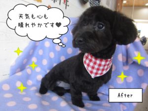 MIXのココちゃん施術後