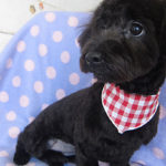 ココちゃんアイキャッチ