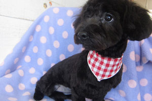 ココちゃんアイキャッチ