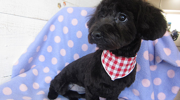 ココちゃんアイキャッチ