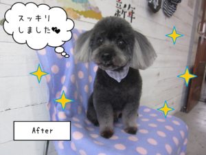 TPの桃太郎ちゃん施術後