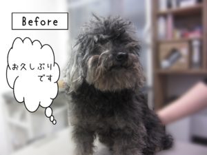 よろしくトイプー