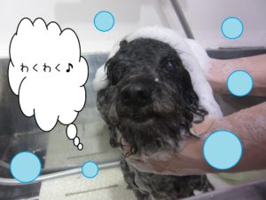 シャンプートイプー